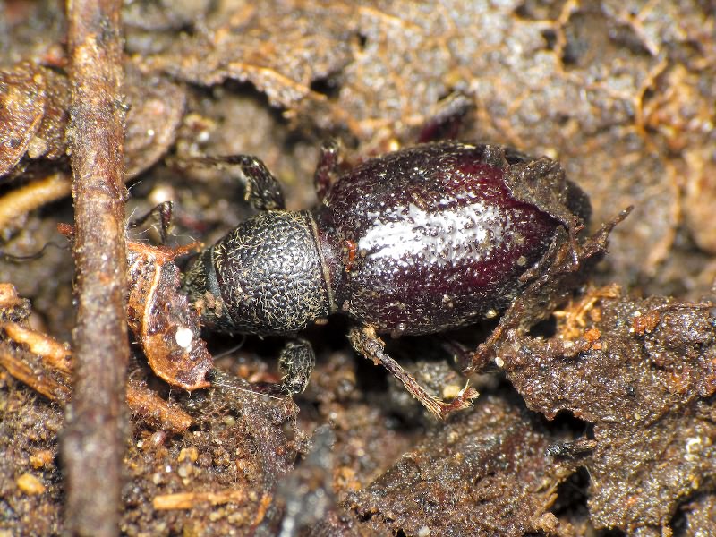 Curculionidae Latreille, 1802